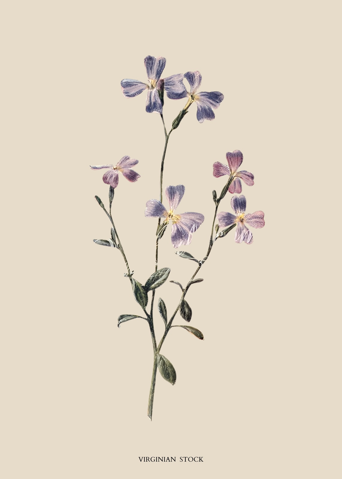 Vintage Virginian Stock Botanical Wall Art