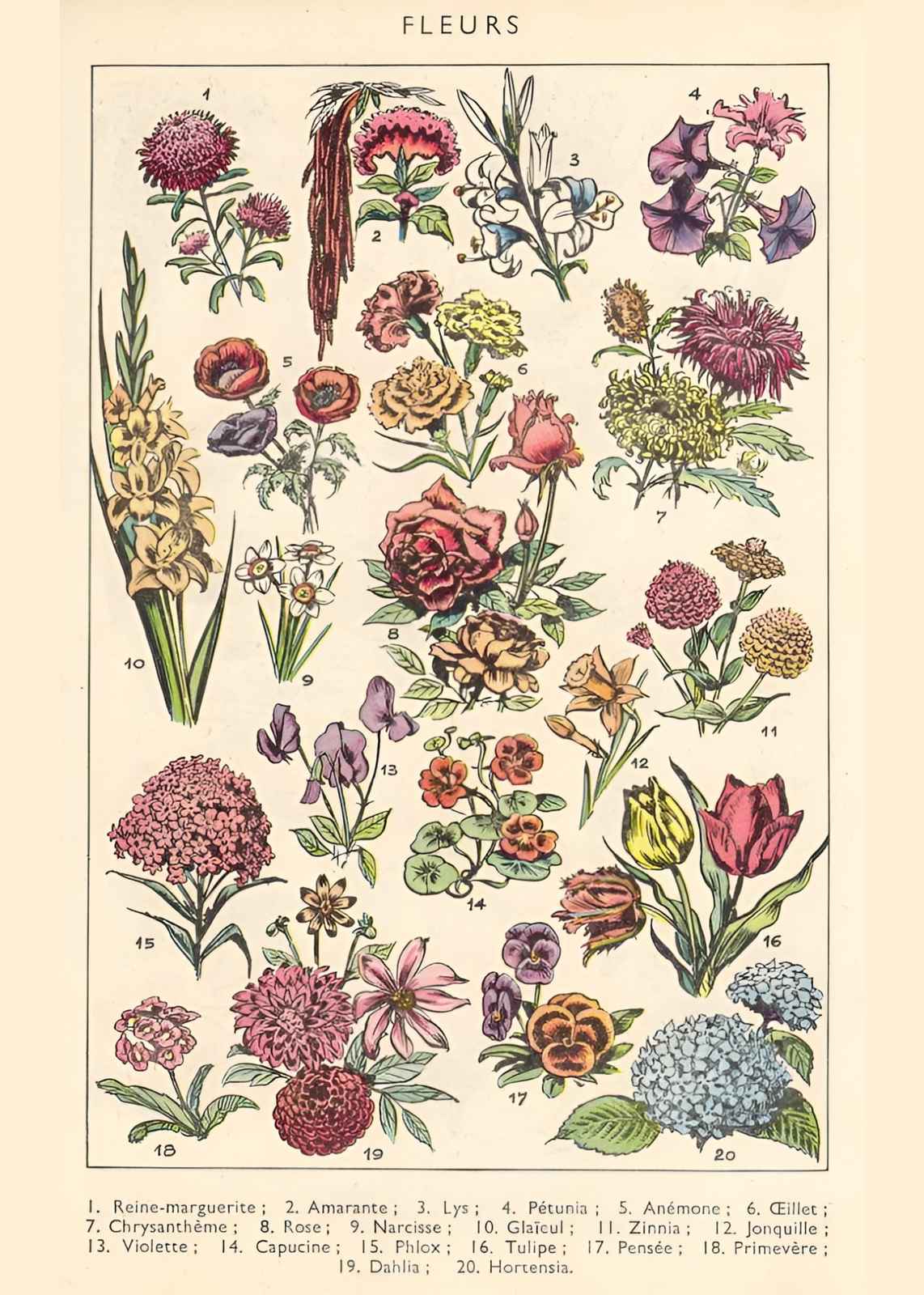 Vintage Botanical Floral Illustration Wall Art