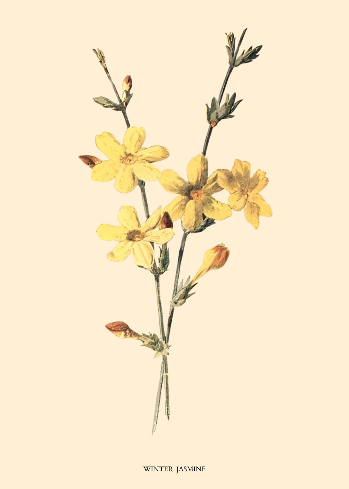 Vintage Winter Jasmine Botanical Wall Art