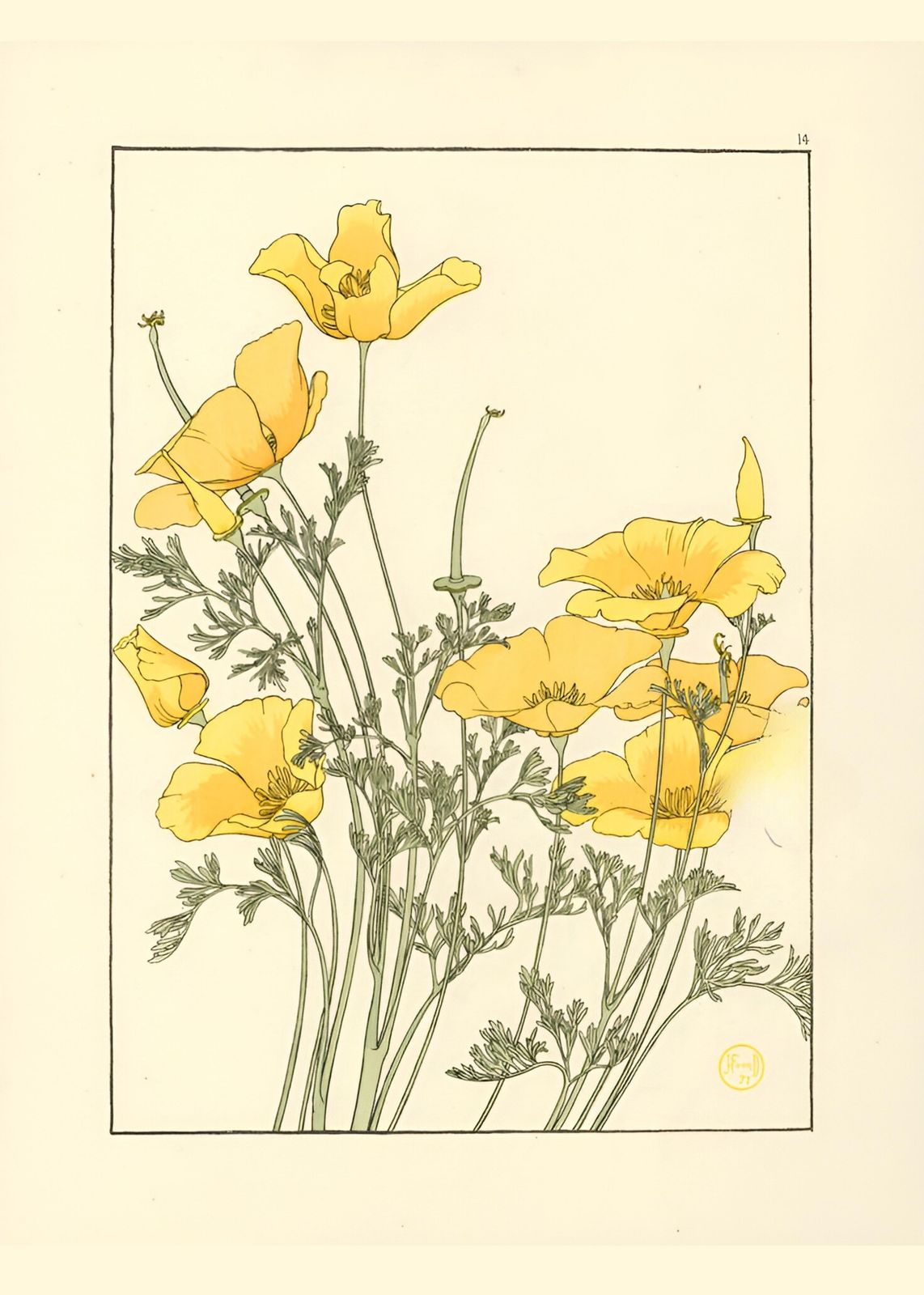 California Poppies Botanical Art Wall Art