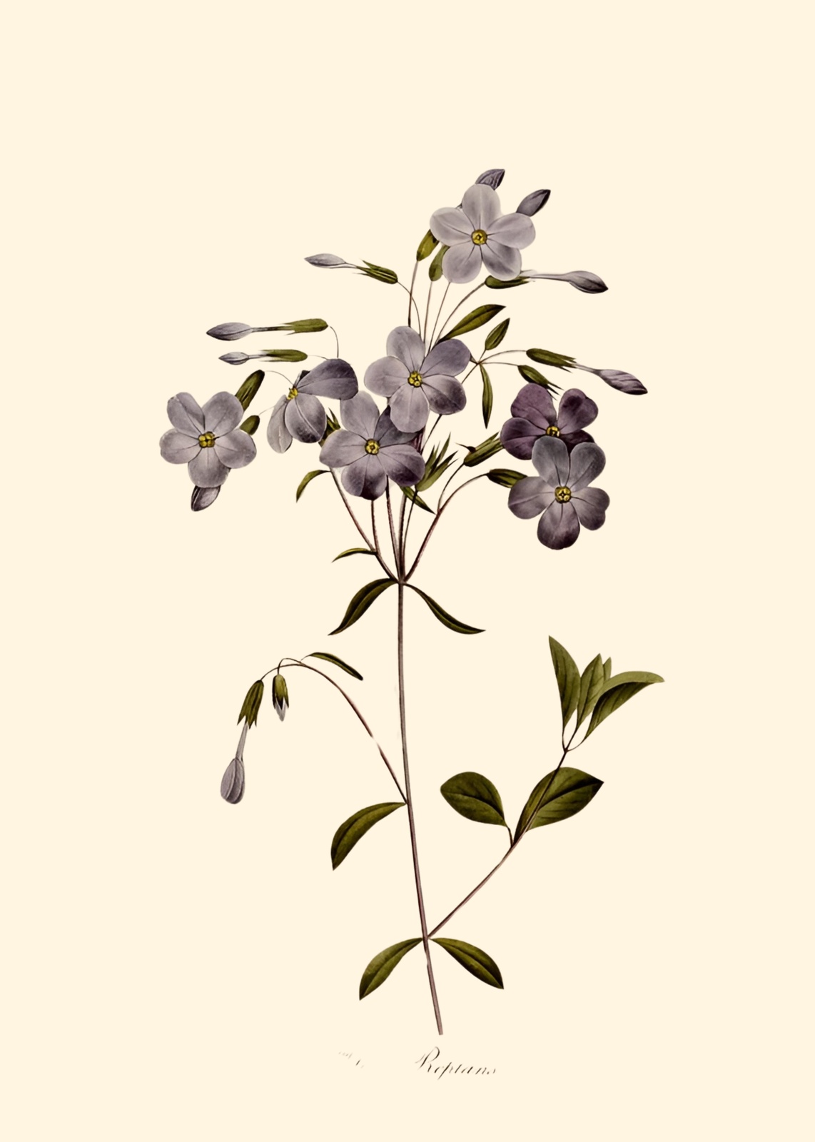 Vintage Purple Flower Botanical Wall Art