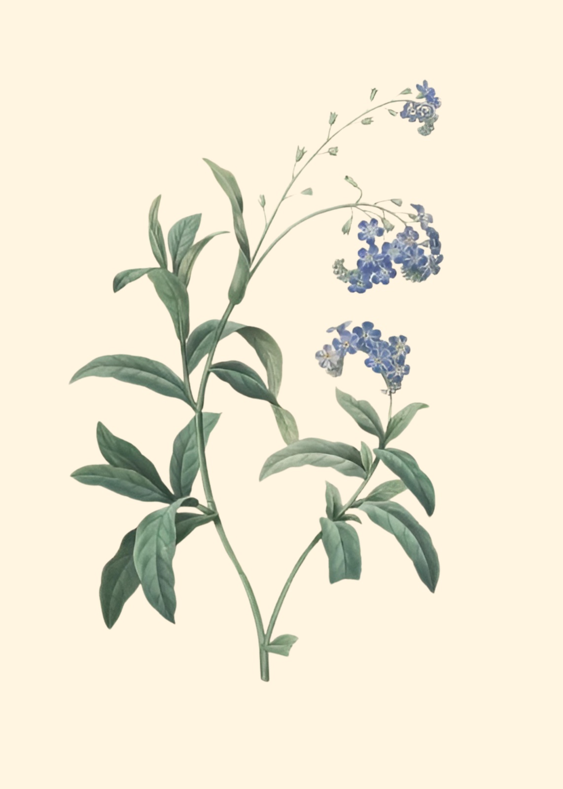 Vintage Blue Forget-Me-Nots Wall Art