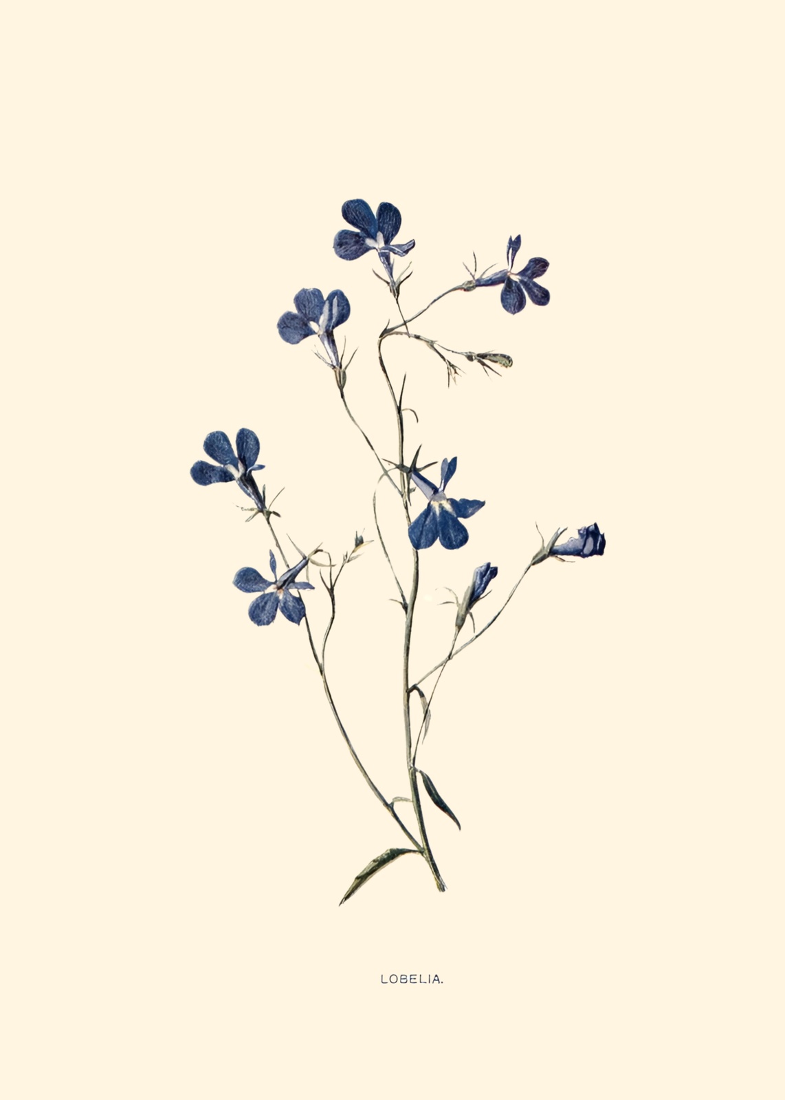 Vintage Lobelia Botanical Art Wall Art