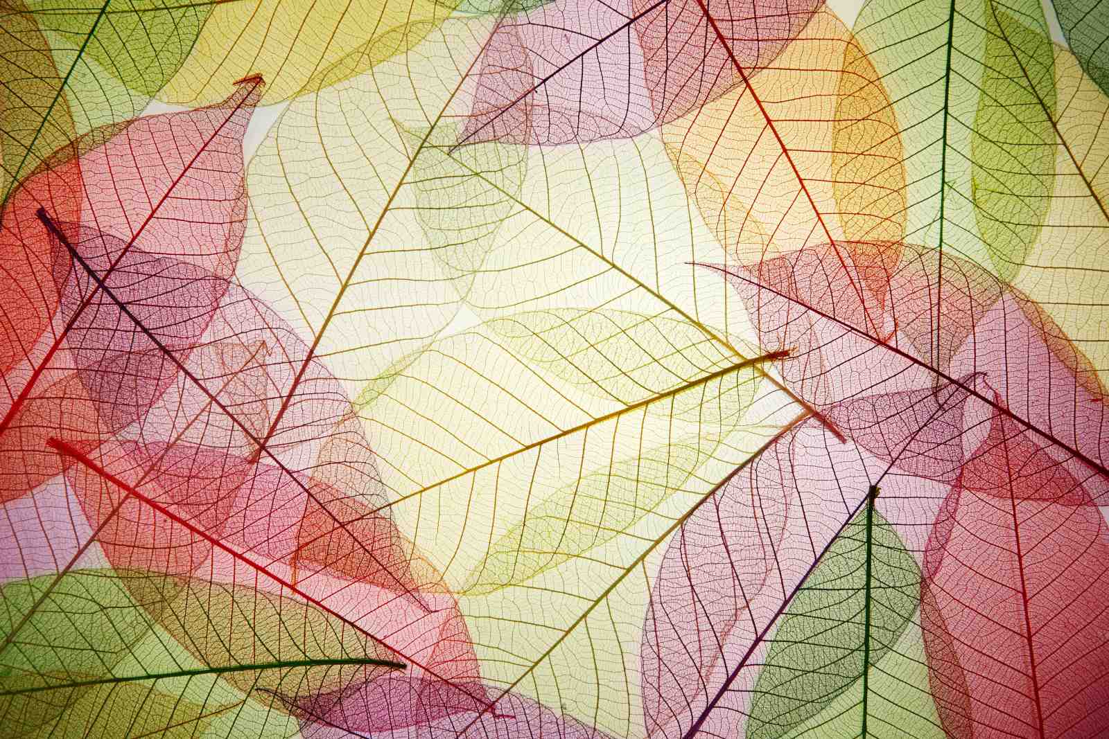 Skeleton Leaf Art Print - Botanical Wall Decor Wall Art