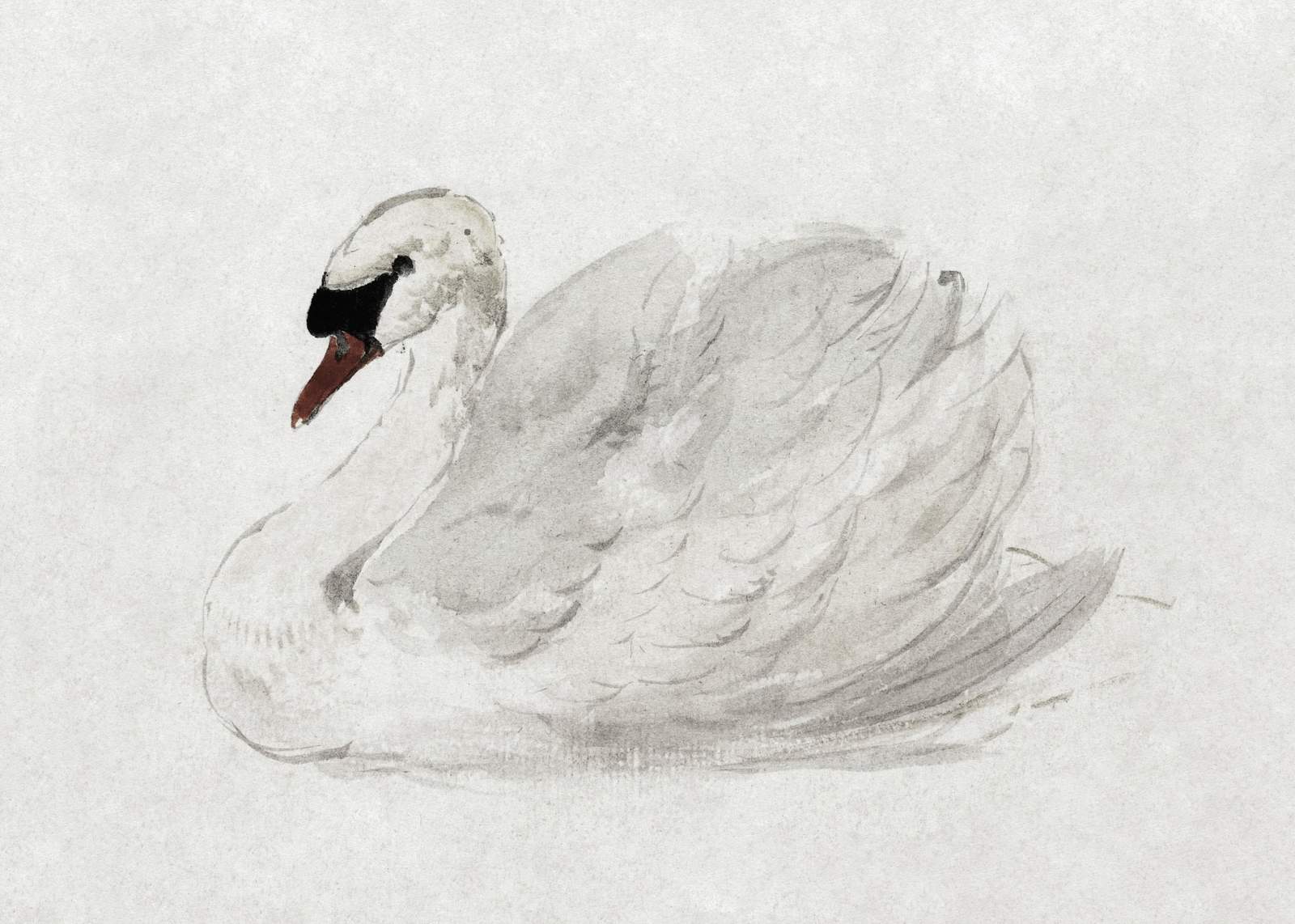 Serene Swan Watercolor Wall Art