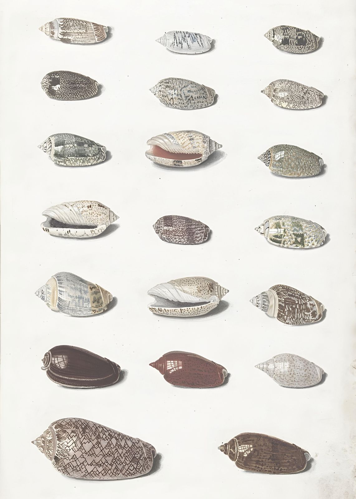 Vintage Shell Collection Botanical Art Wall Art