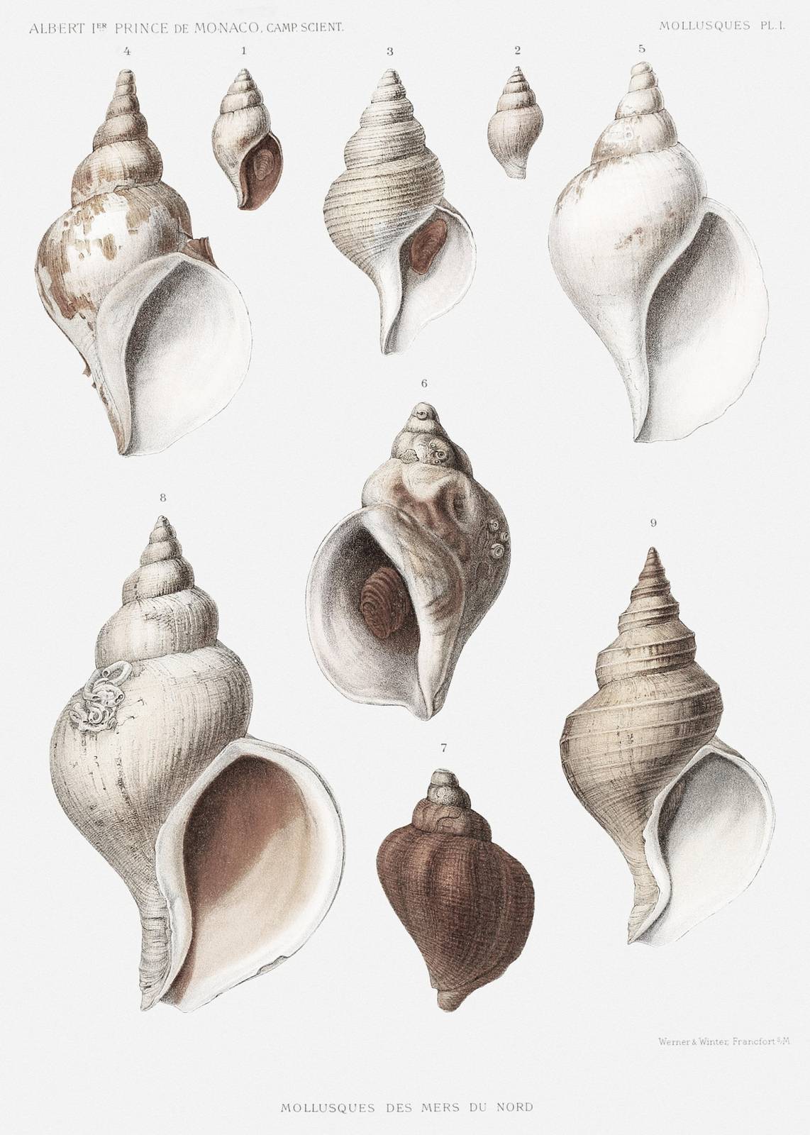 Vintage Sea Shells Collection Wall Art