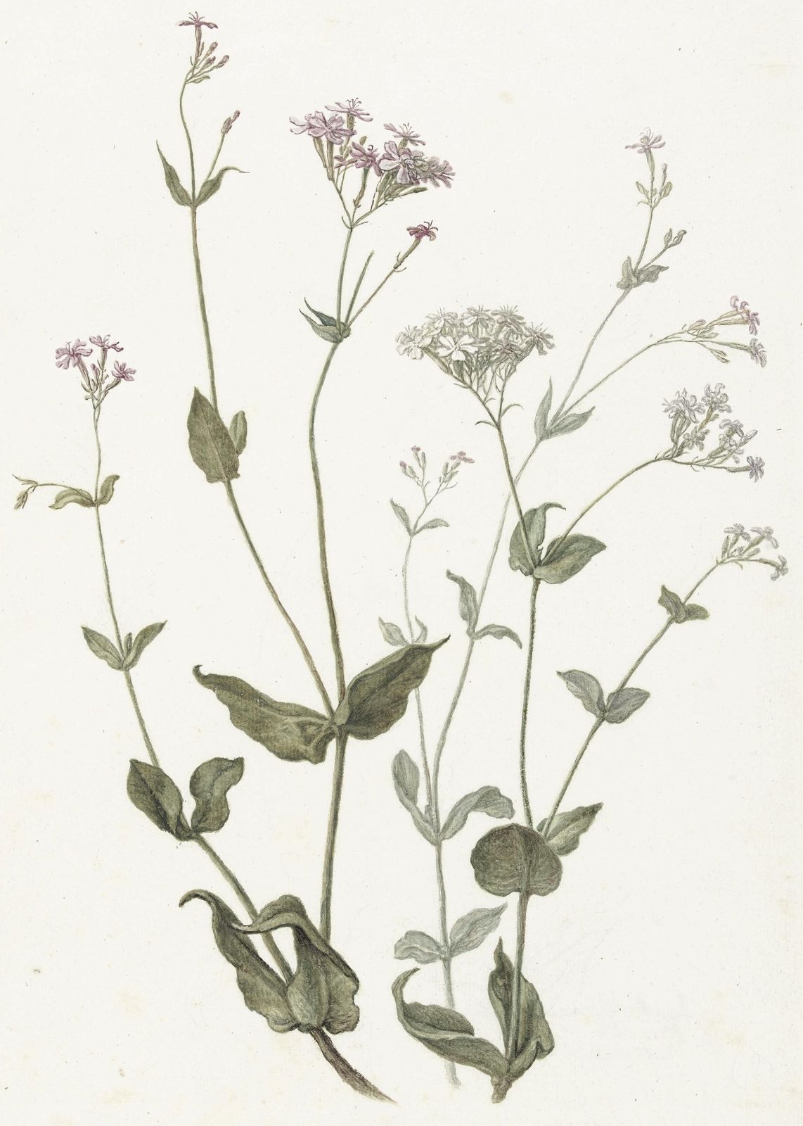 Vintage Botanical Floral Garden Wall Art