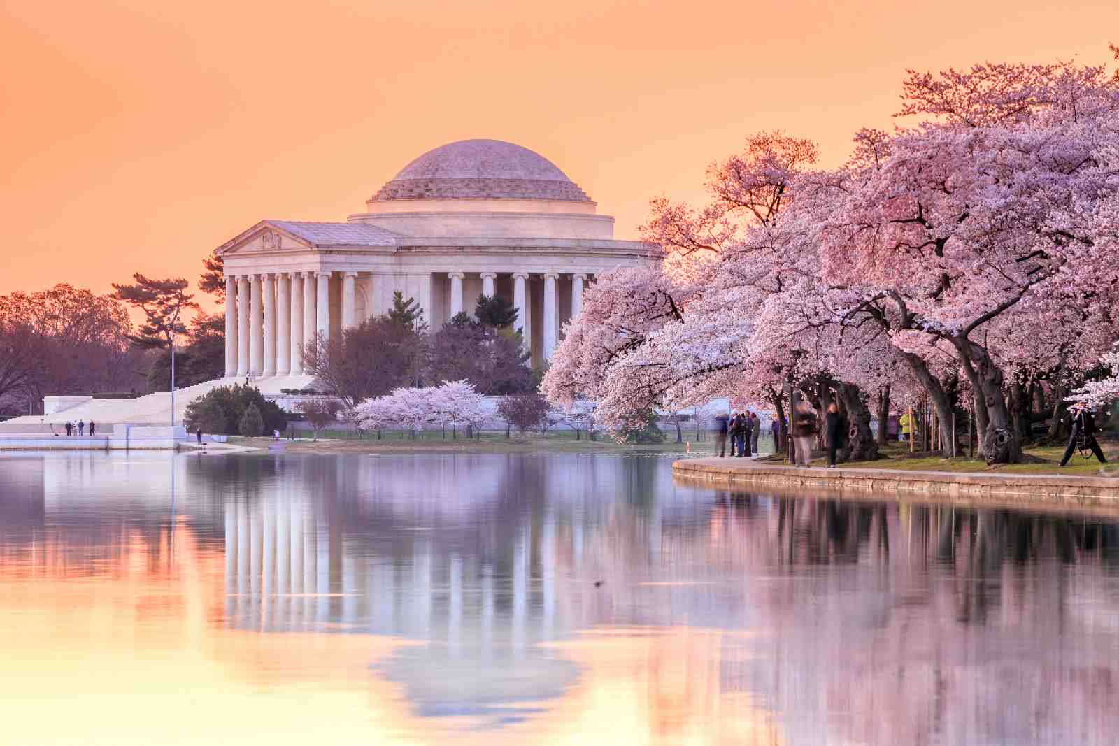 Jefferson Memorial Cherry Blossoms Wall Art