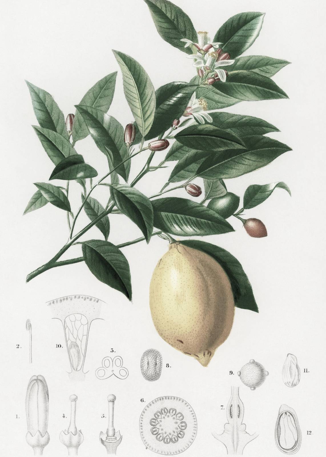 Botanical Lemon Branch & Anatomy Wall Art
