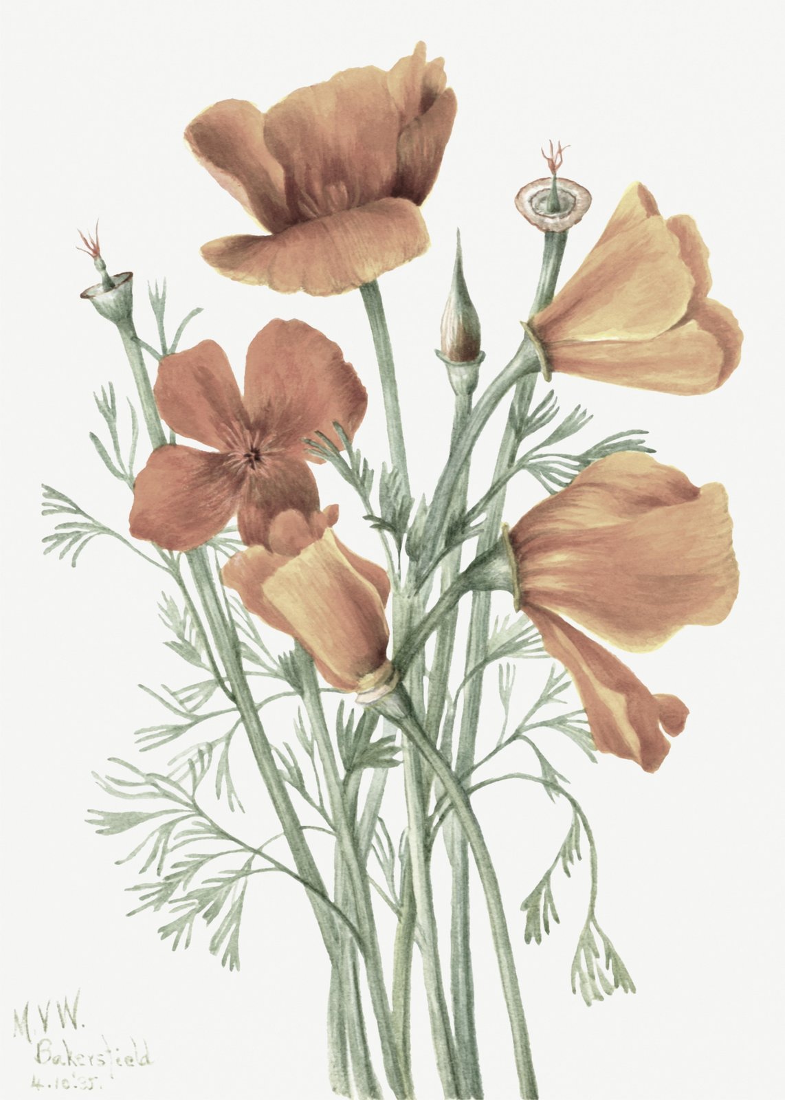 Vibrant Poppy Botanical Watercolor Wall Art