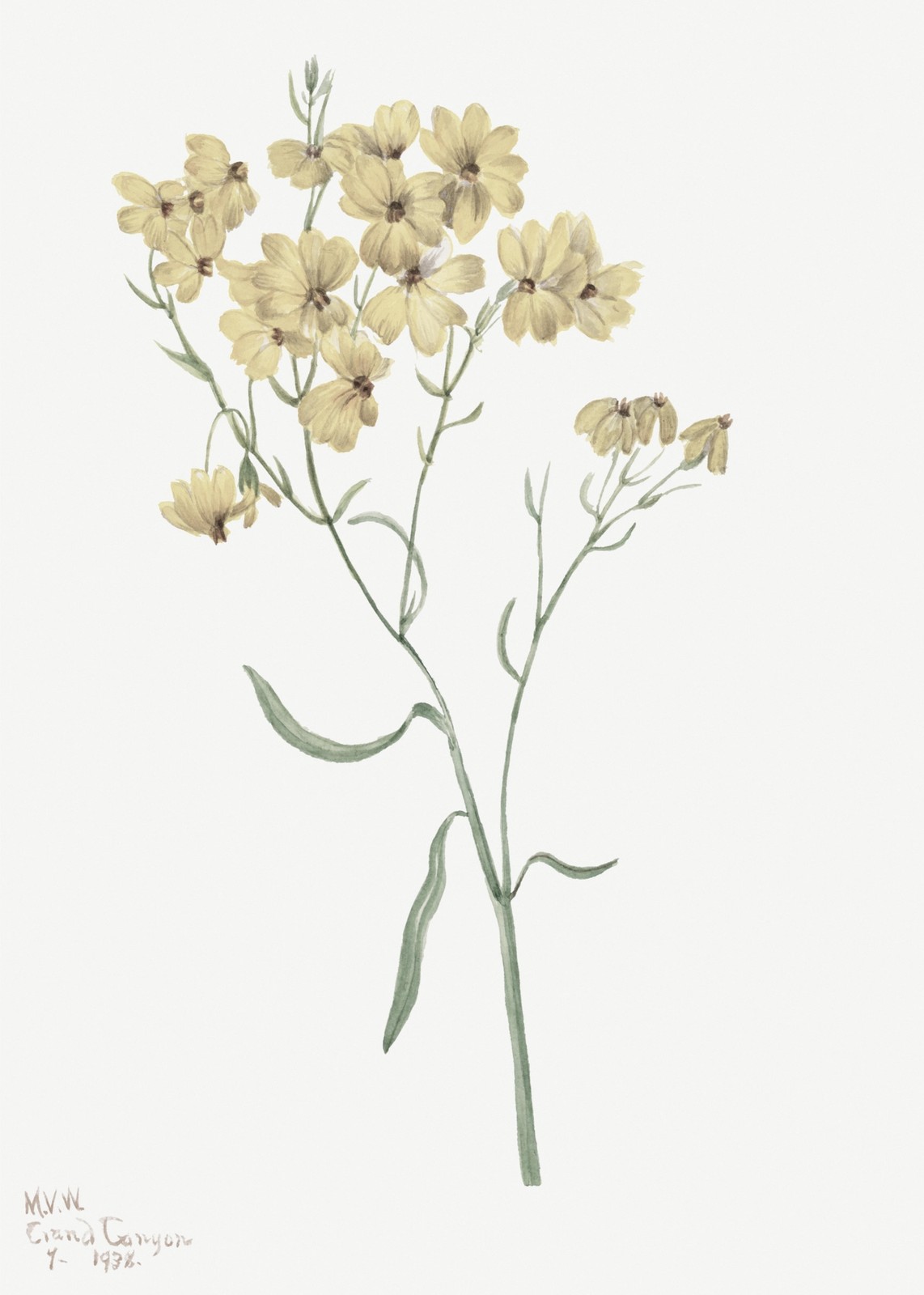 Vintage Yellow Wildflower Botanical Art Wall Art