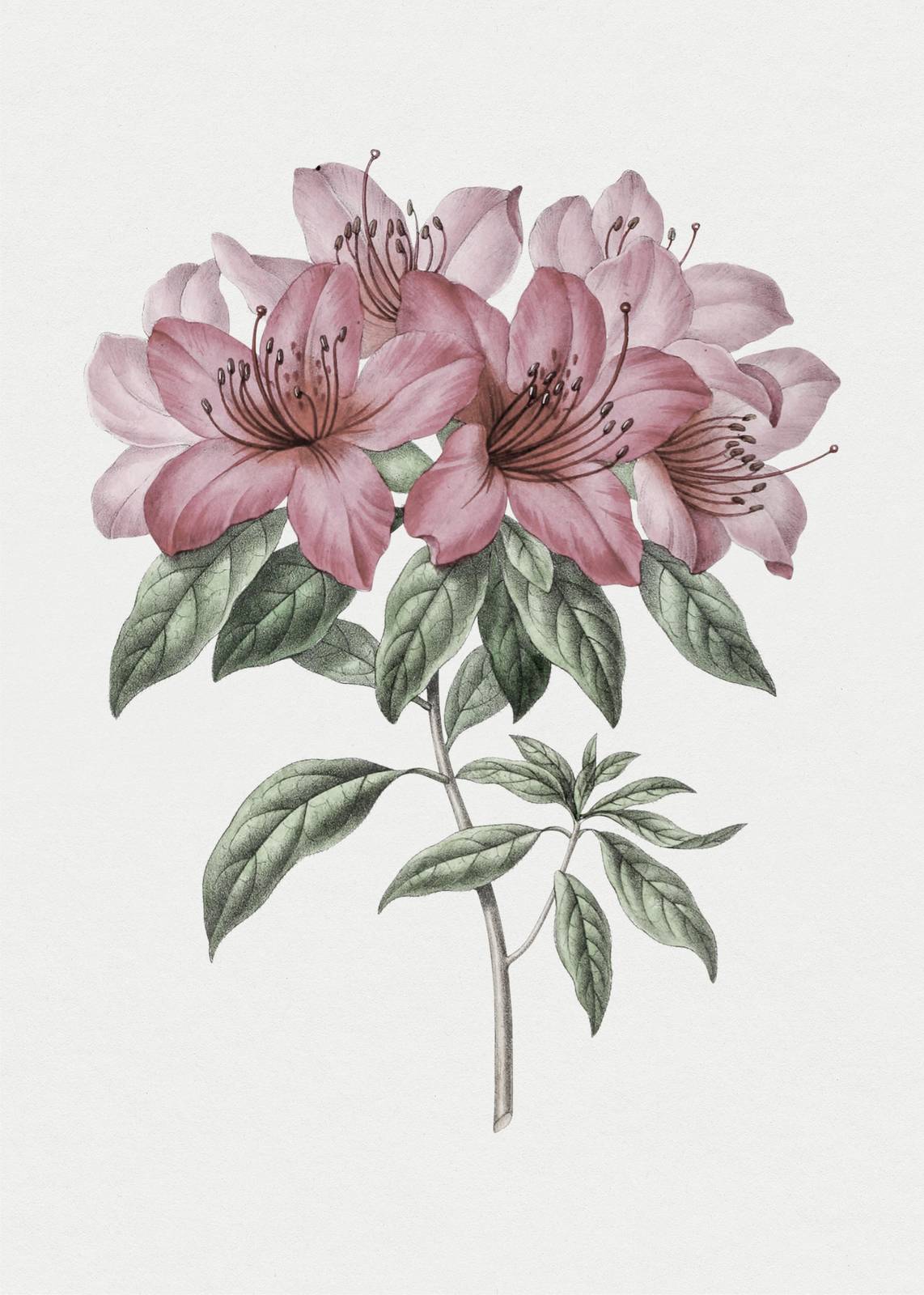 Elegant Pink Rhododendron Botanical Wall Art