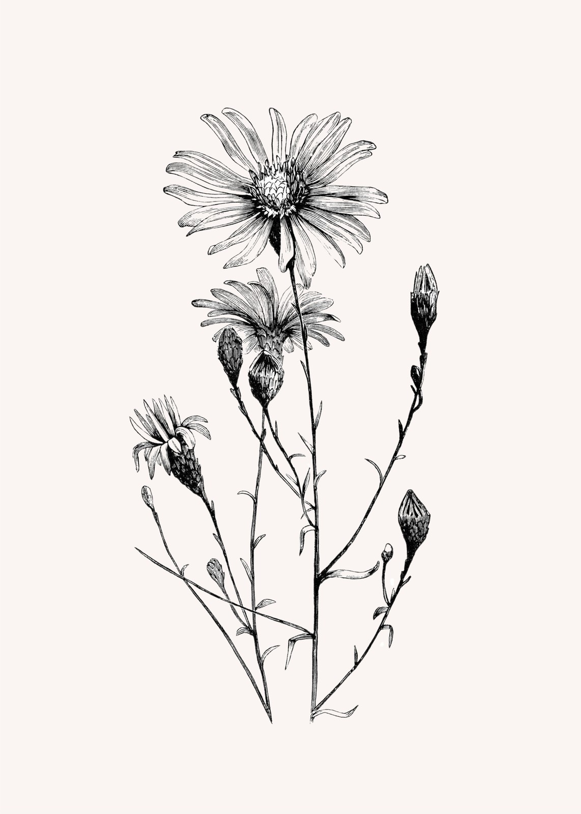 Vintage Botanical Aster Floral Sketch Wall Art