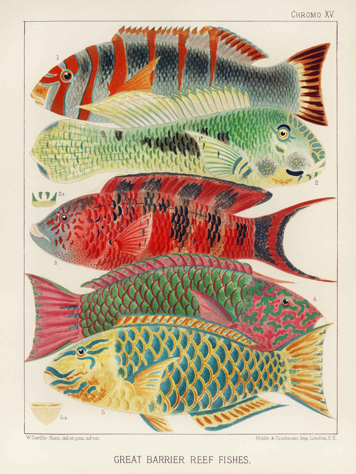 Vibrant Tropical Fish Wall Art