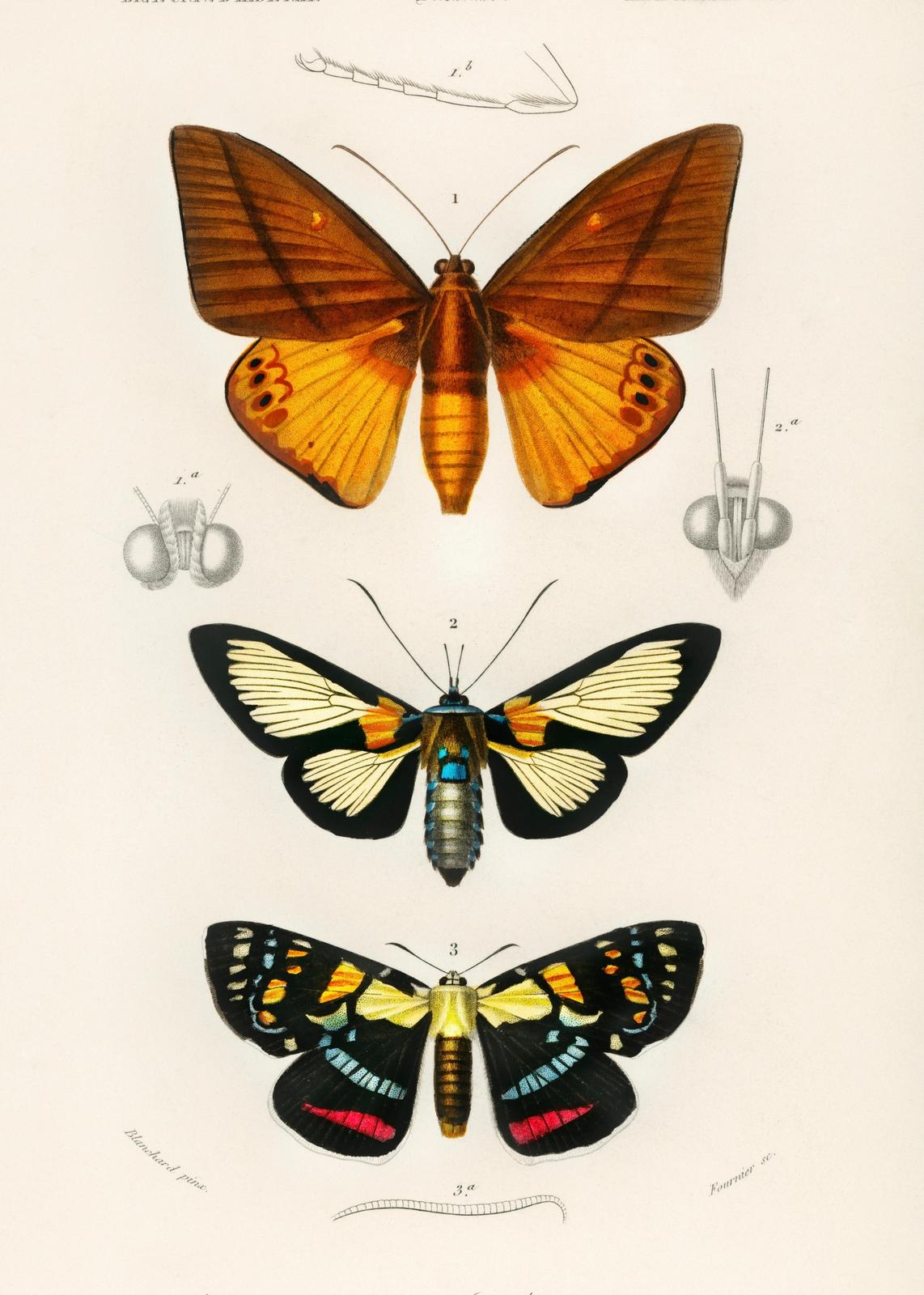 Vintage Butterfly Illustrations Wall Art