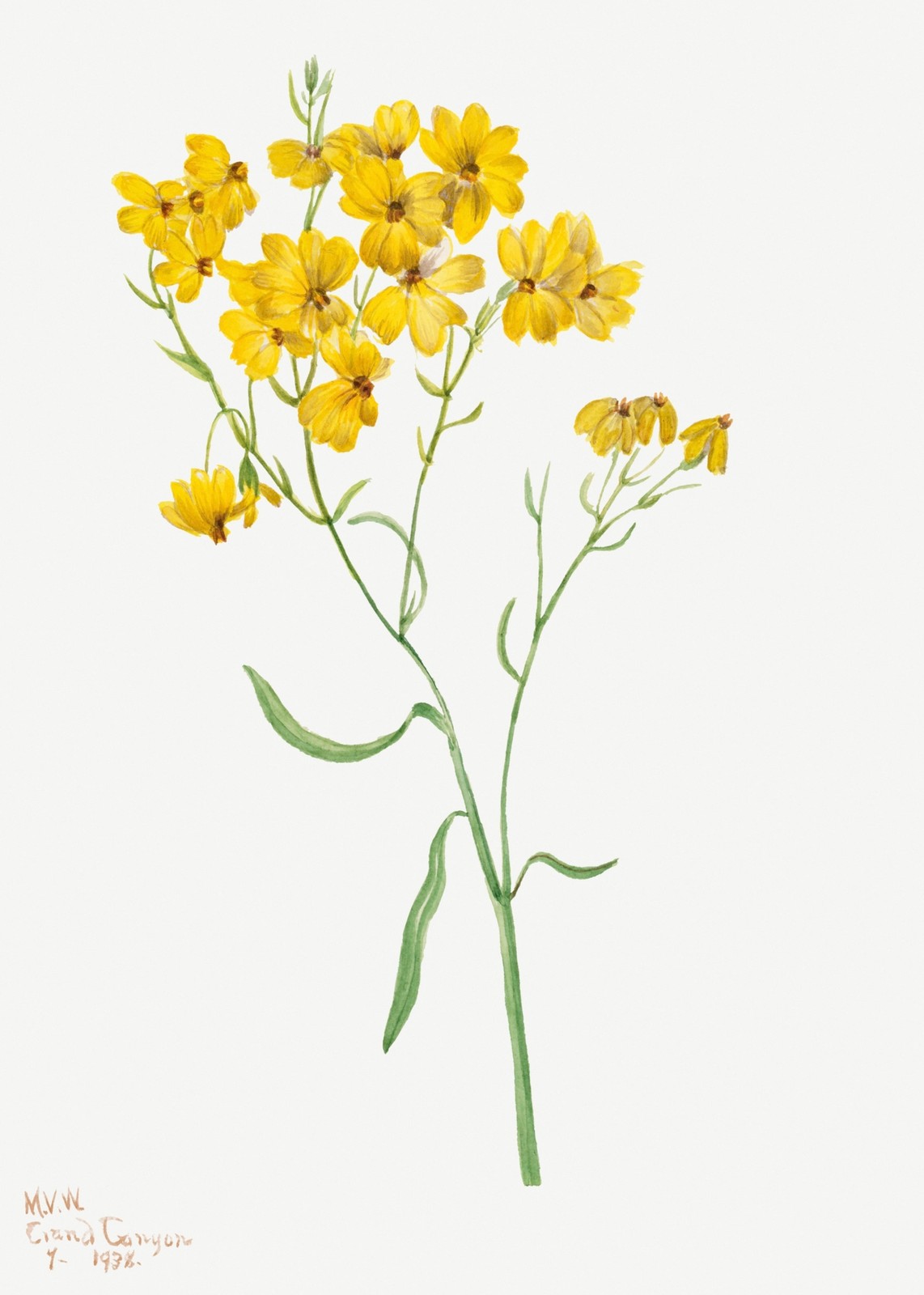 Botanical Yellow Wildflowers Wall Art