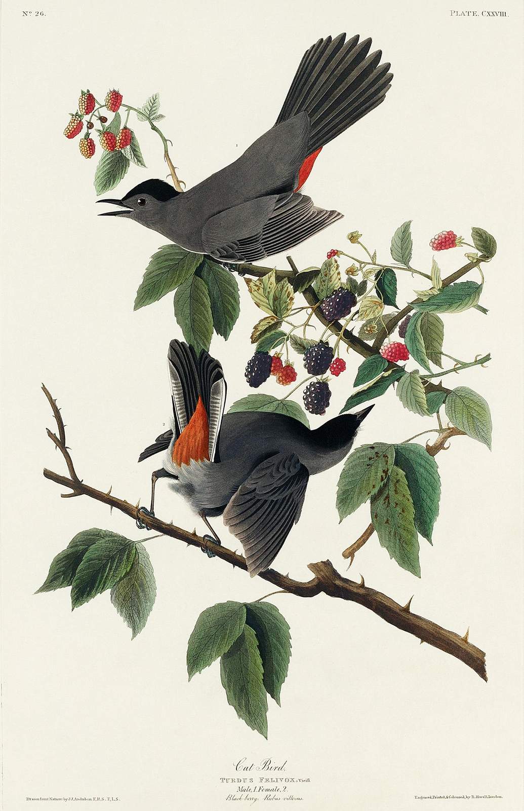Gray Catbird and Blackberries Vintage Bird Wall Art