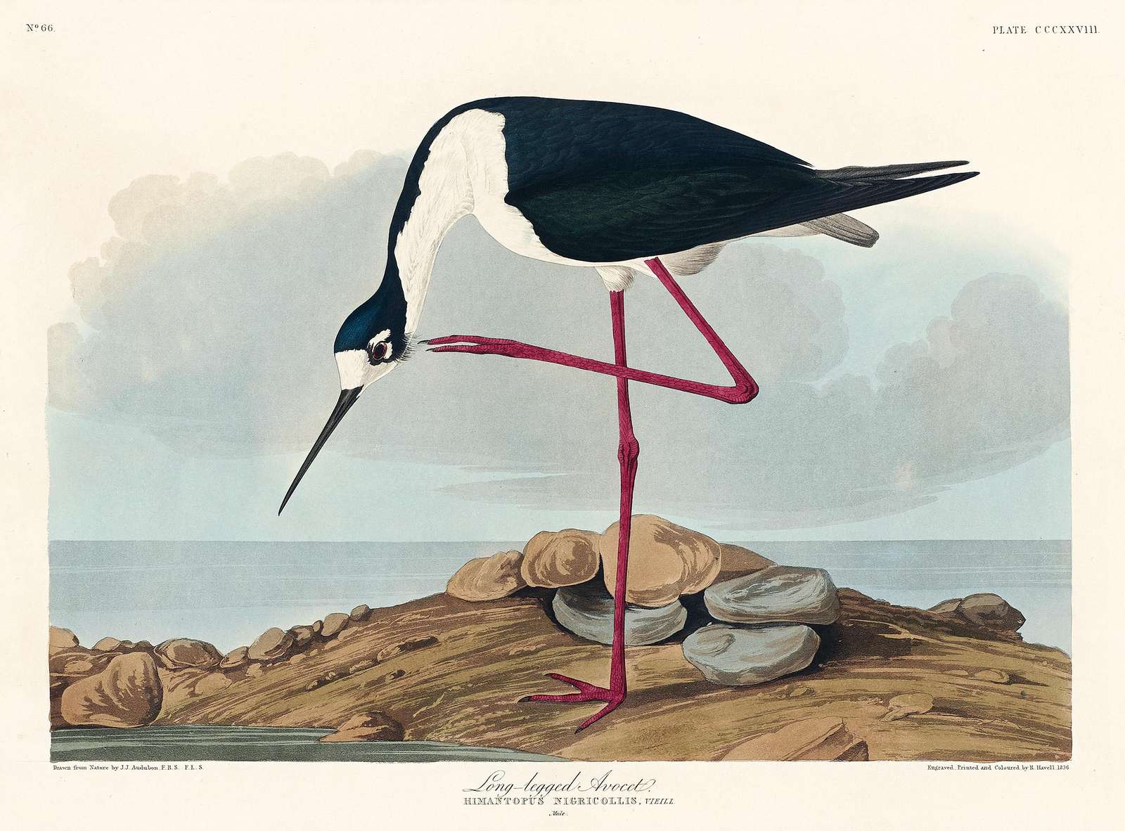 Audubon Long-Legged Avocet Wall Art