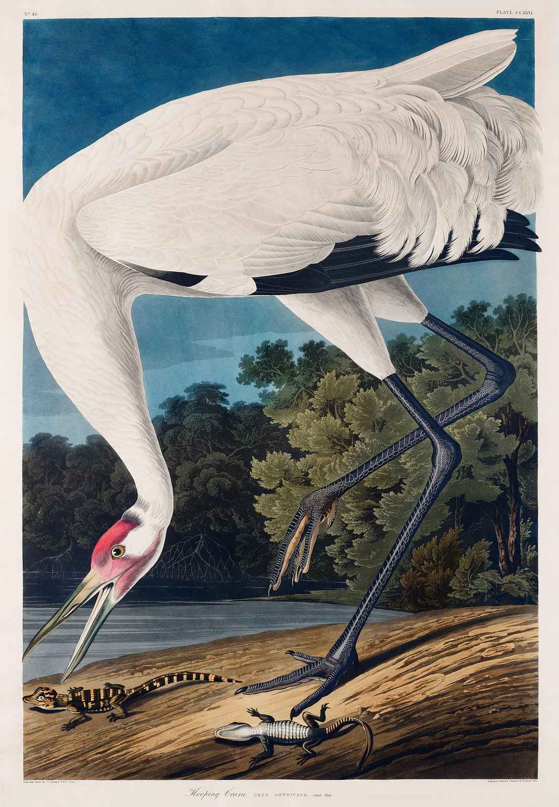 Audubon's Whooping Crane Wall Art - Nature Art