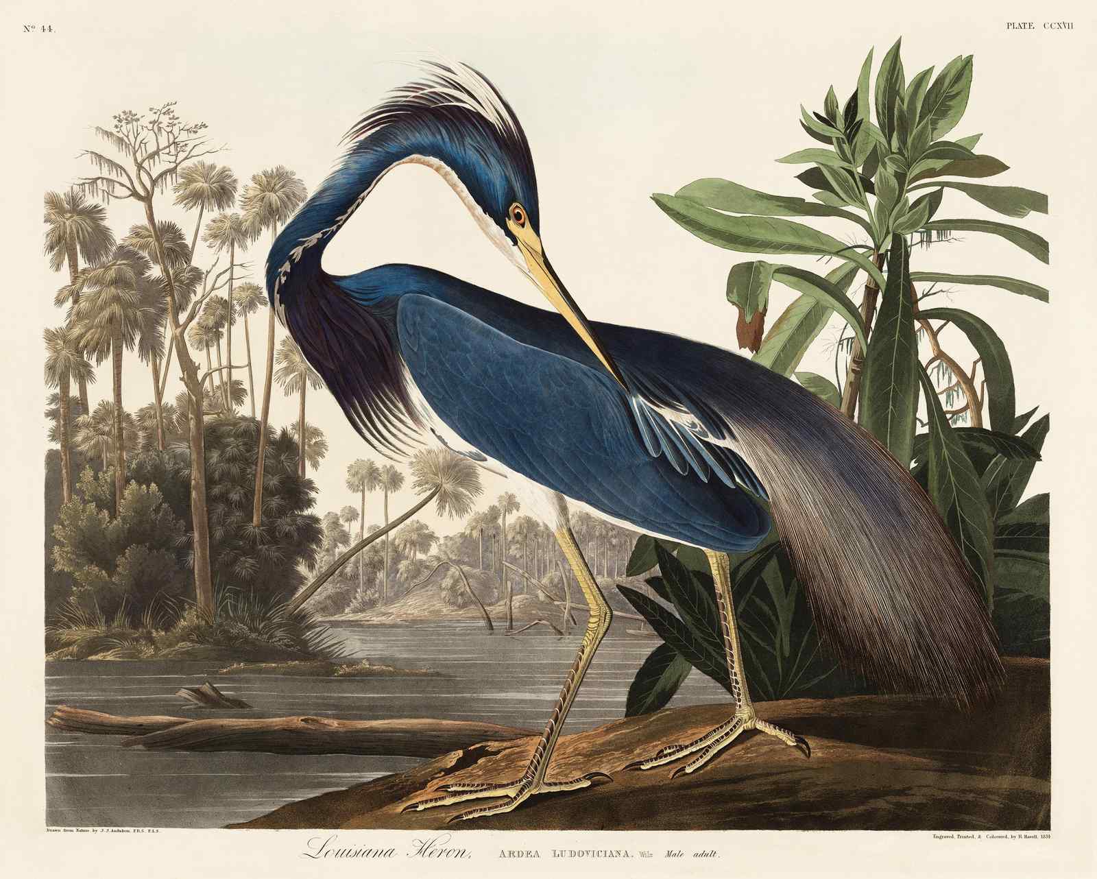 Elegant Louisiana Heron Bird Art Wall Art