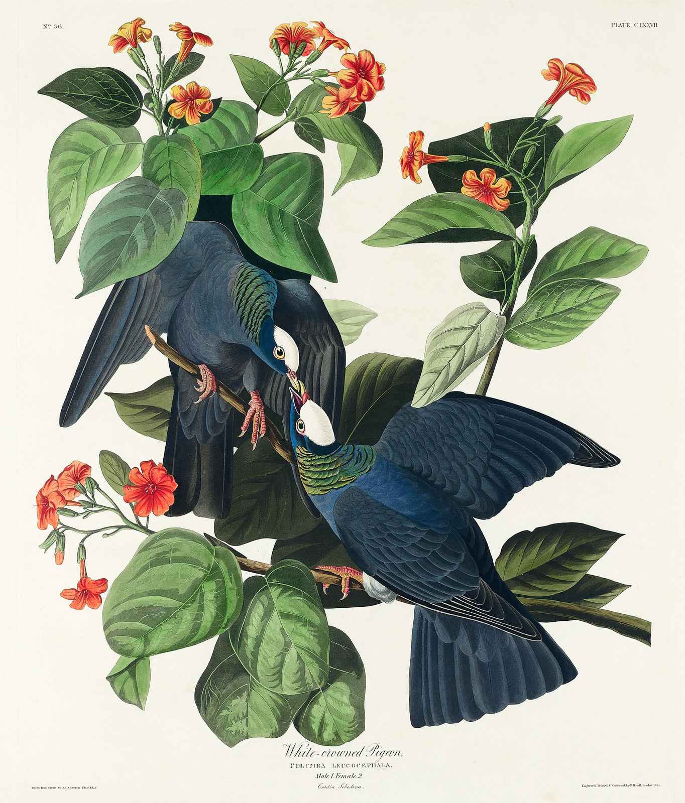 White-Crowned Pigeon Botanical Art Wall Art