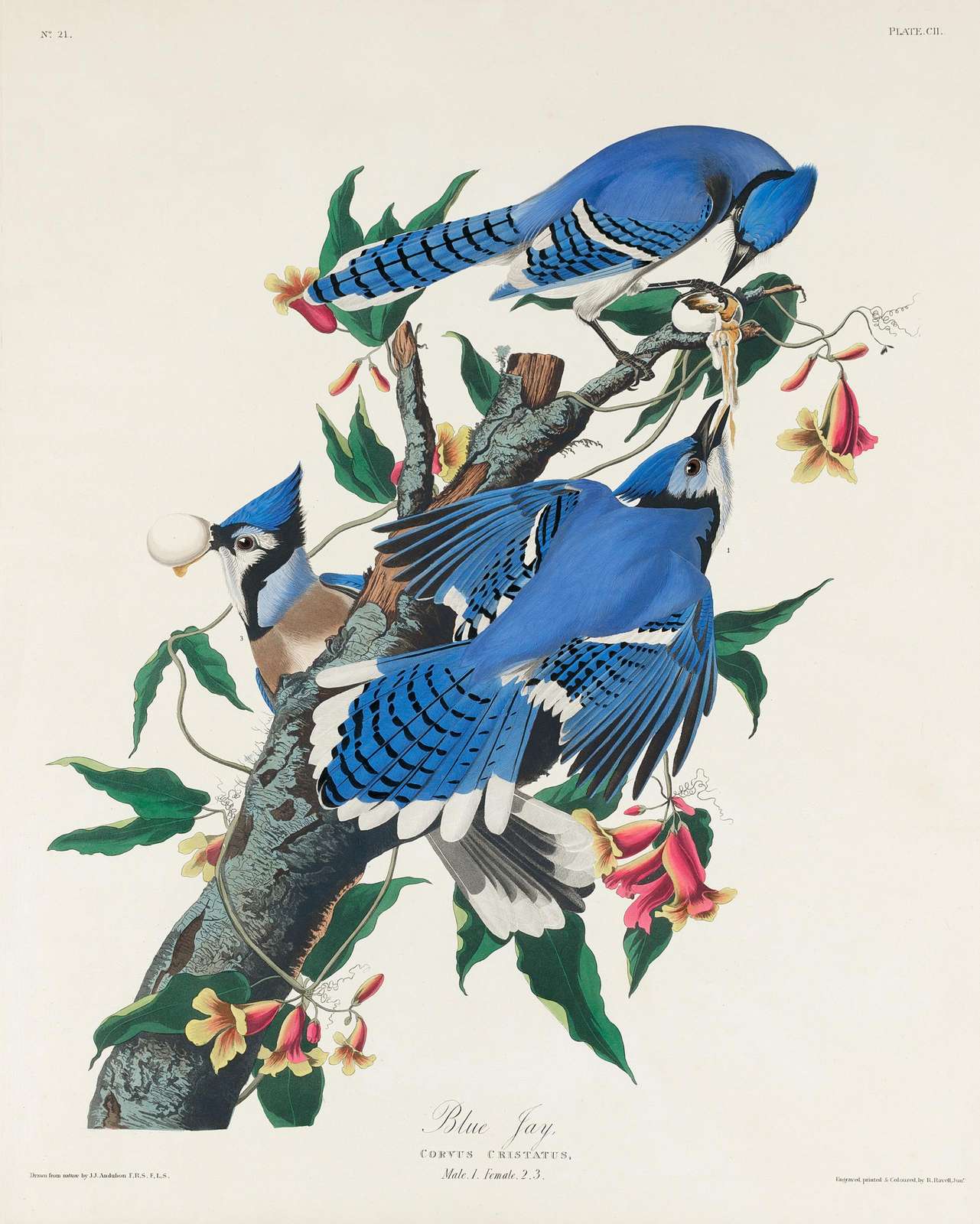 Vibrant Blue Jay Nature Art Wall Art