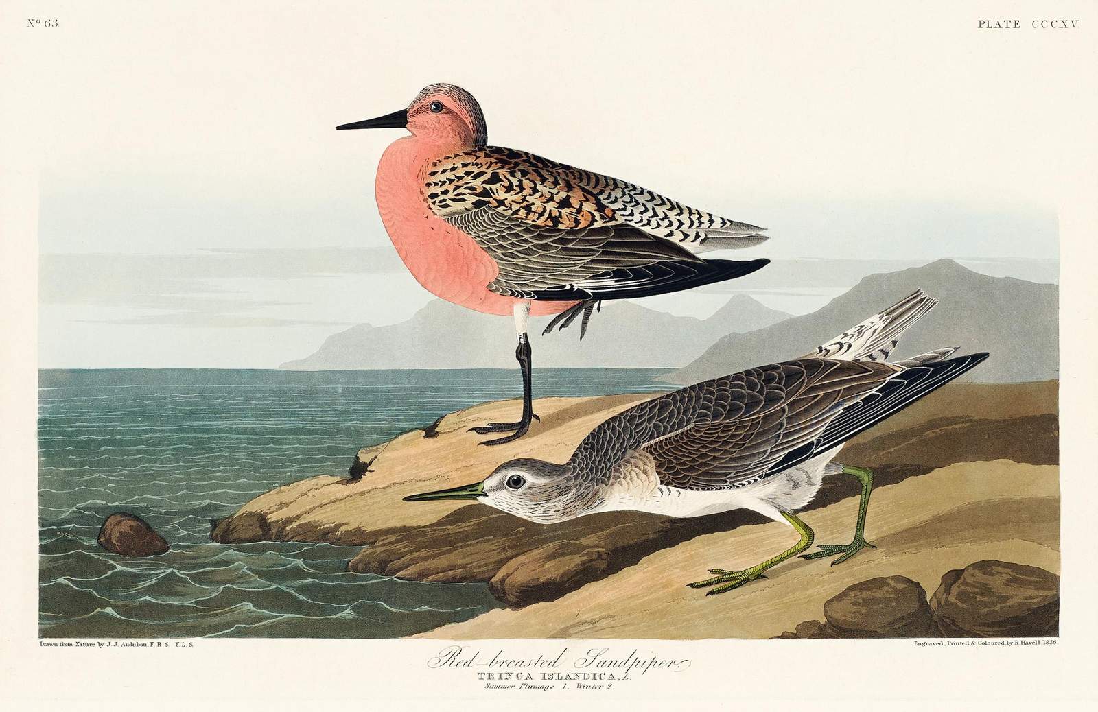 Red-breasted Sandpiper Vintage Bird Art Wall Art