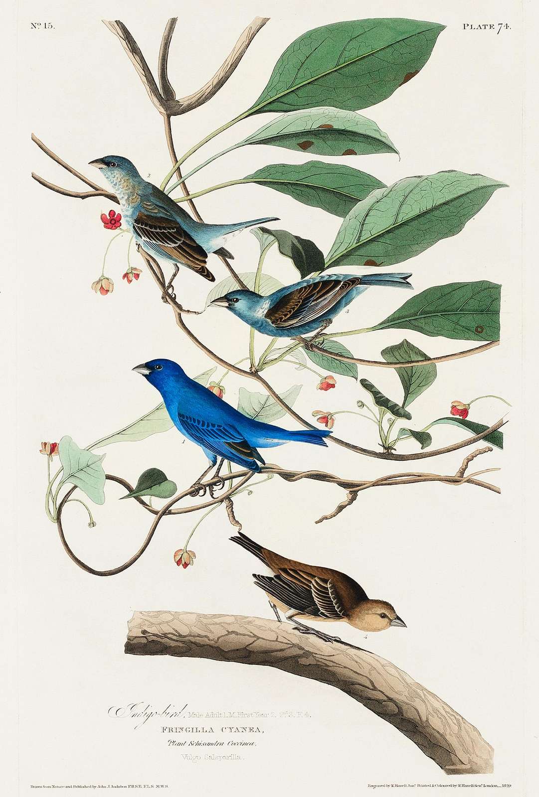 Indigo Bunting Vintage Bird Art Wall Art