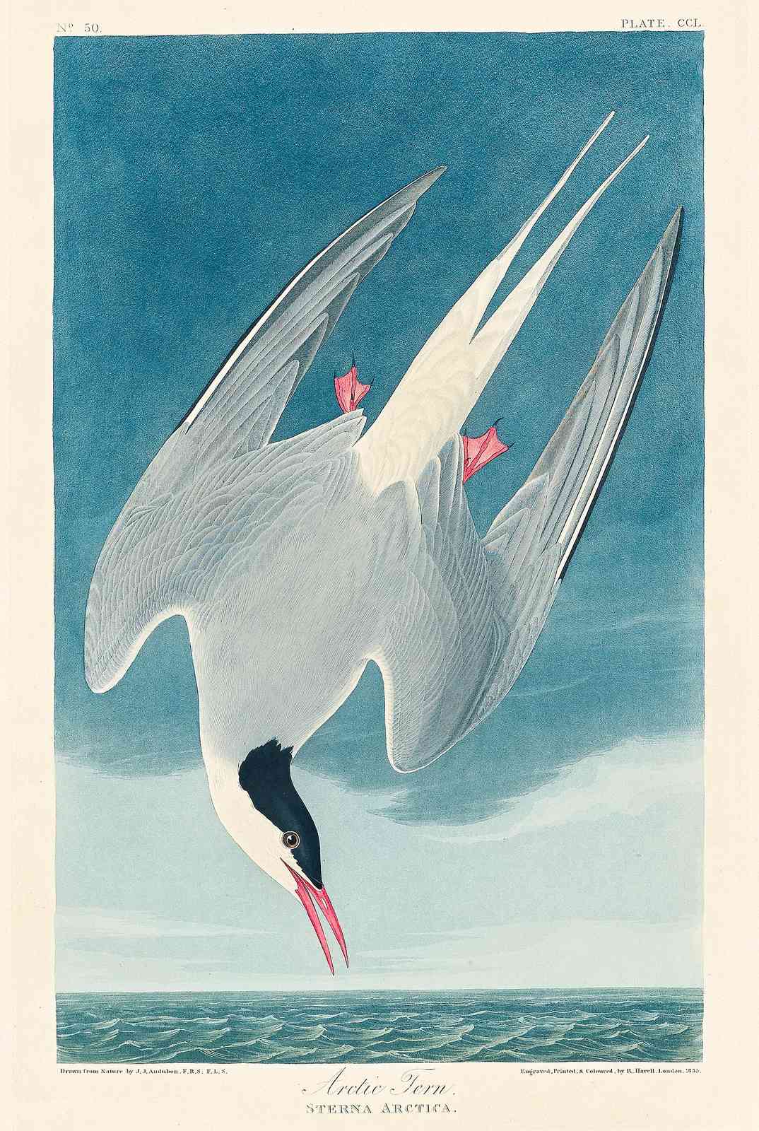 Arctic Tern Audubon Bird Art Wall Art