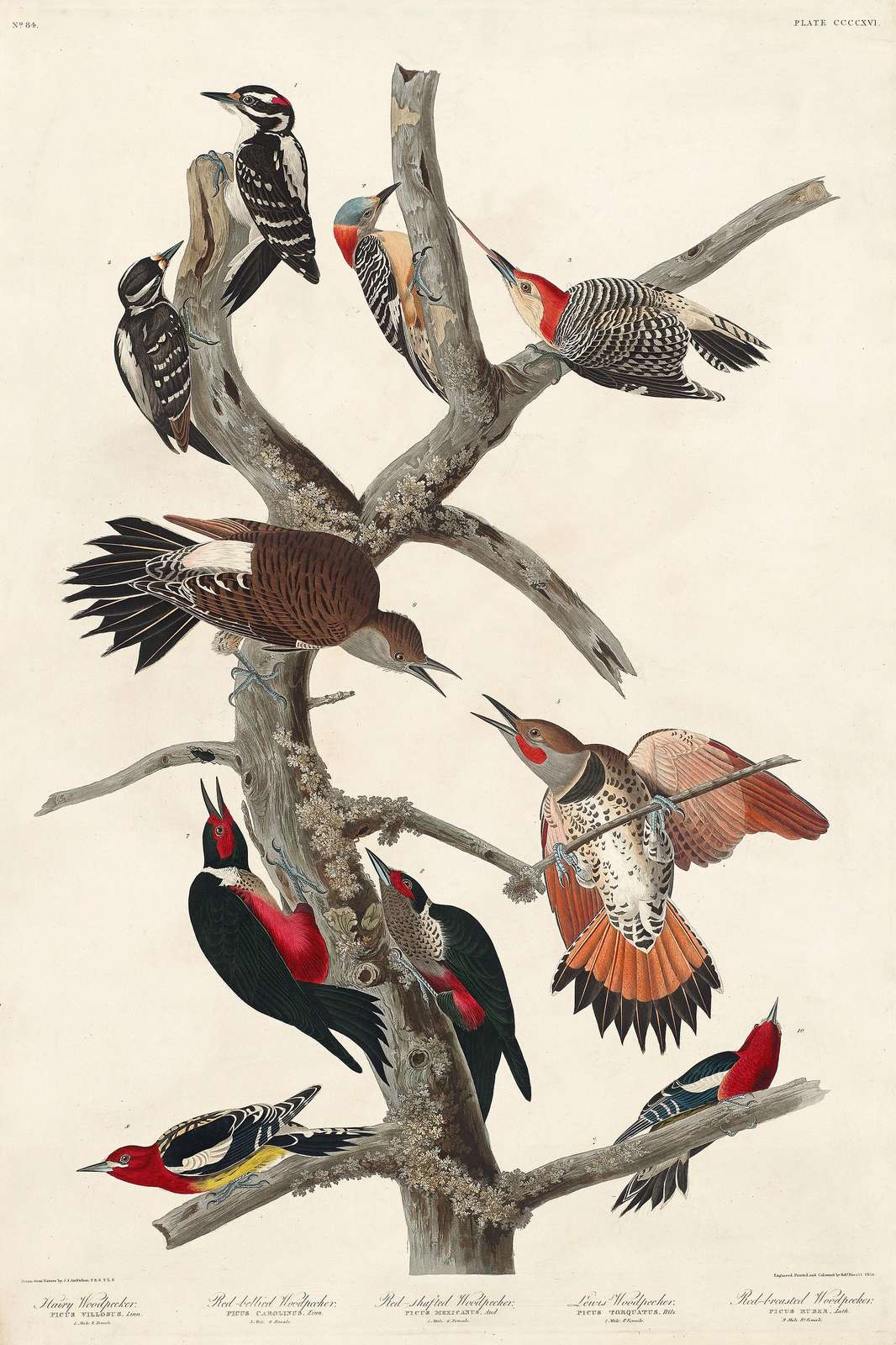 Vintage Woodpecker Study Wall Art