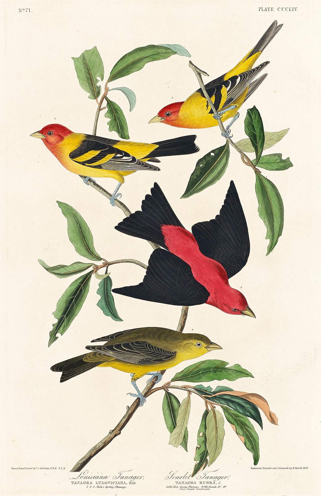Vibrant Bird Art Wall Art | Audubon Style Wall Decor