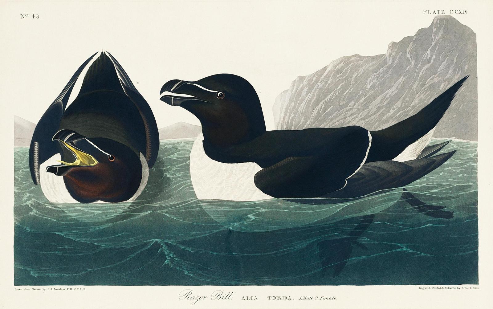 Audubon Razor Bill Bird Art Wall Art