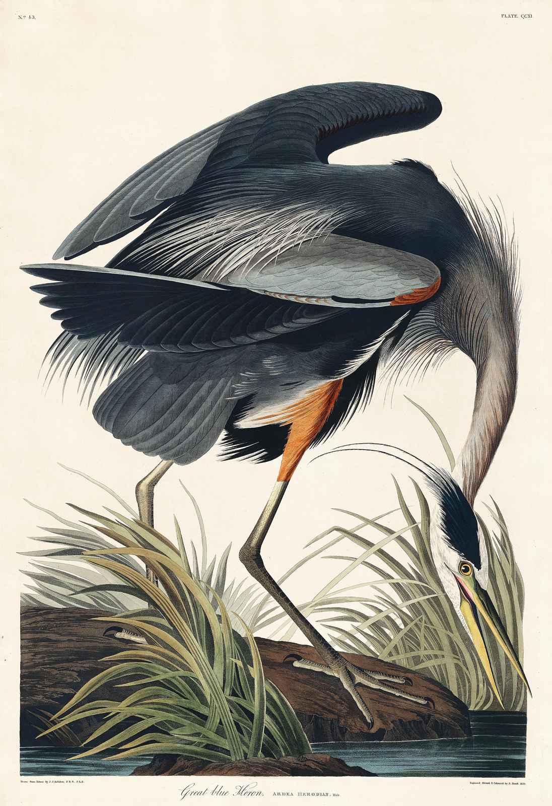 Great Blue Heron Vintage Bird Art Wall Art