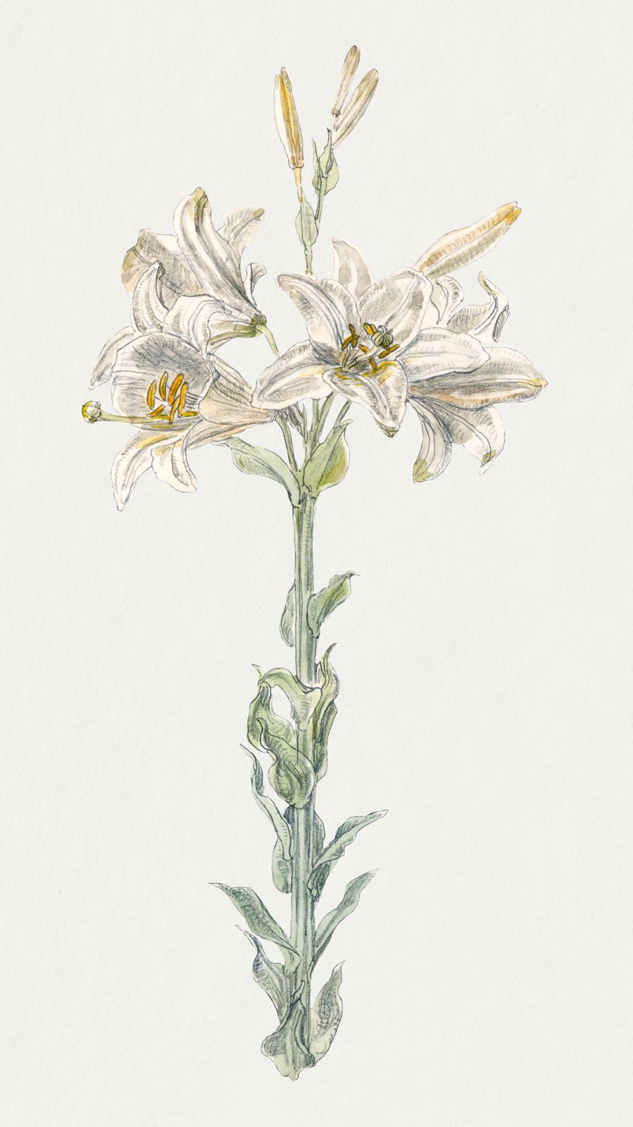 Elegant White Lily Botanical Wall Art