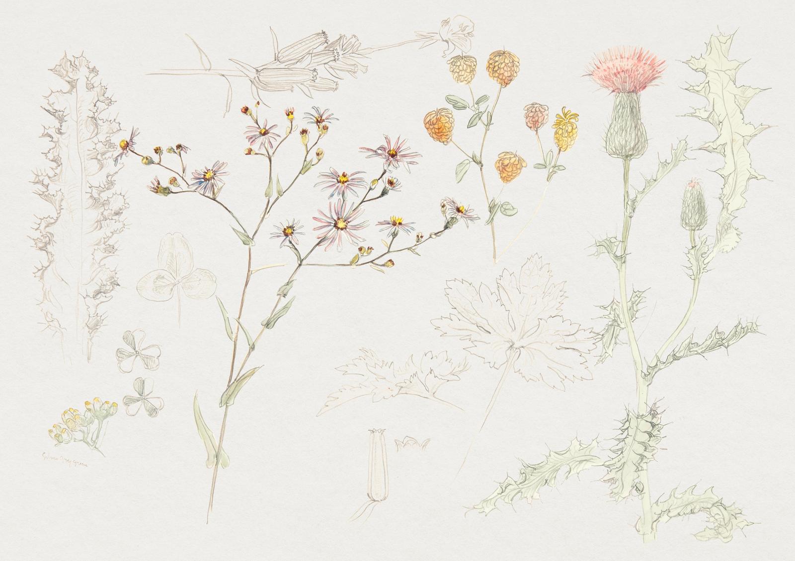 Botanical Meadow Wildflowers & Thistle Wall Art
