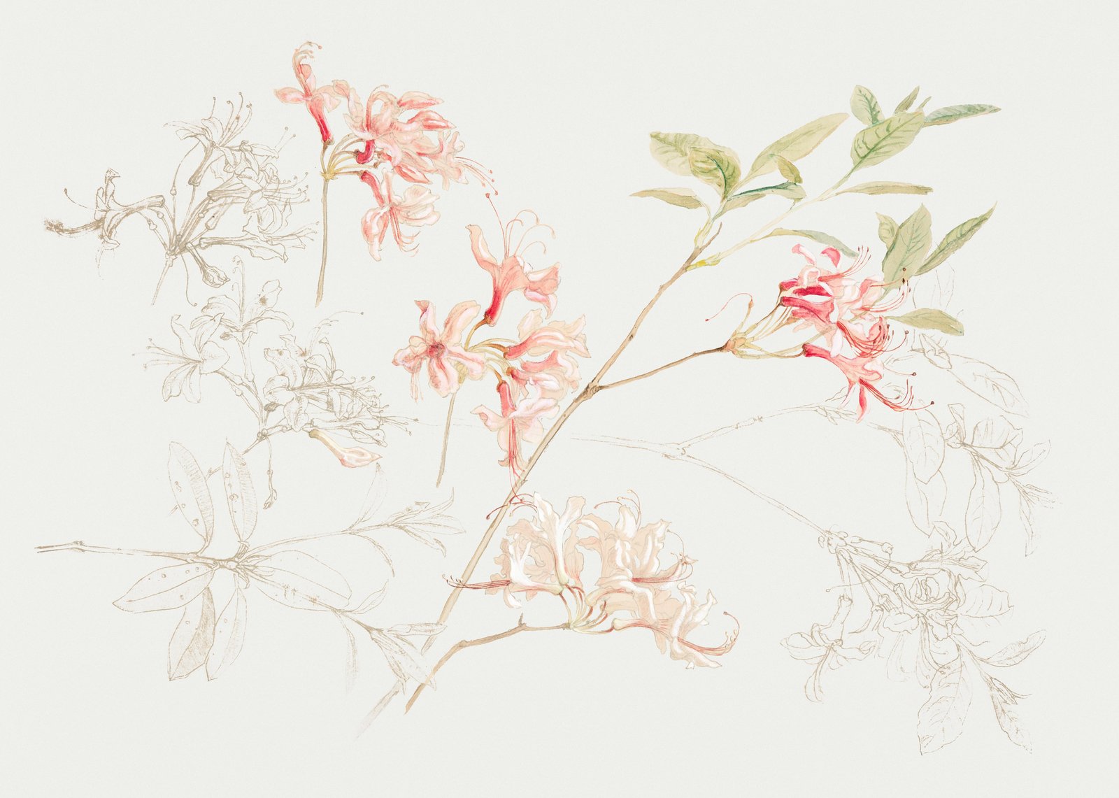 Delicate Pink Blossom Botanical Wall Art