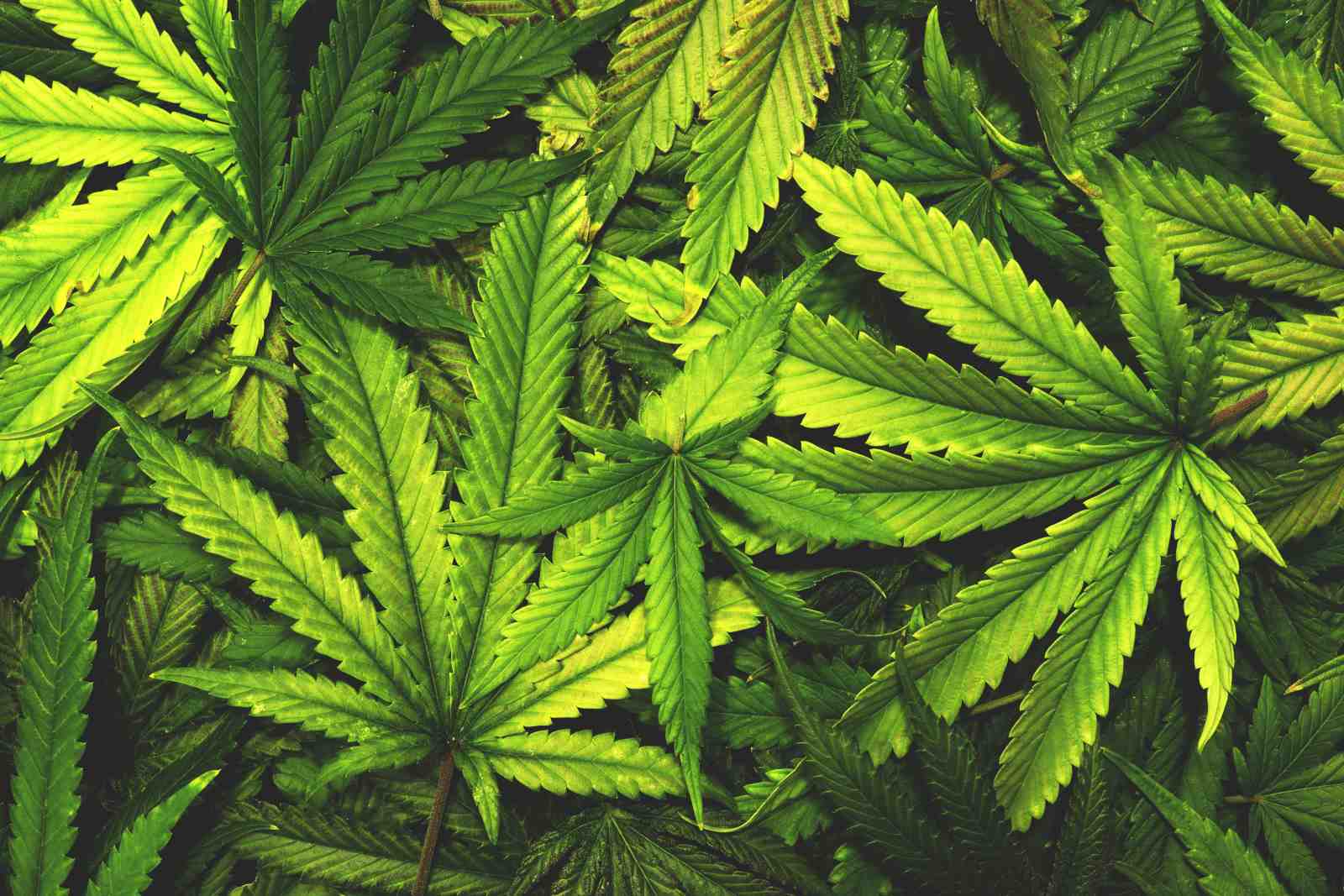 Vibrant Green Cannabis Leaf Art Wall Art
