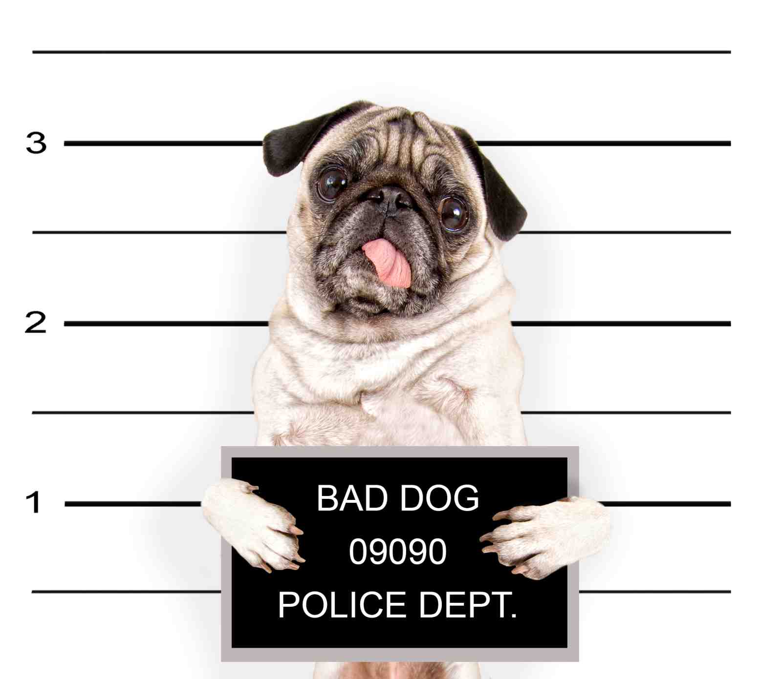 Funny Pug "Bad Dog" Mugshot Wall Art