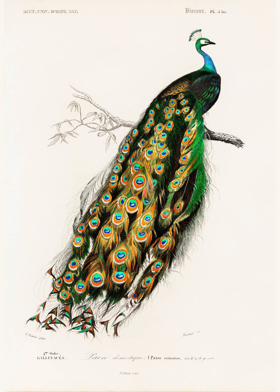 Vibrant Peacock Vintage Art Wall Art