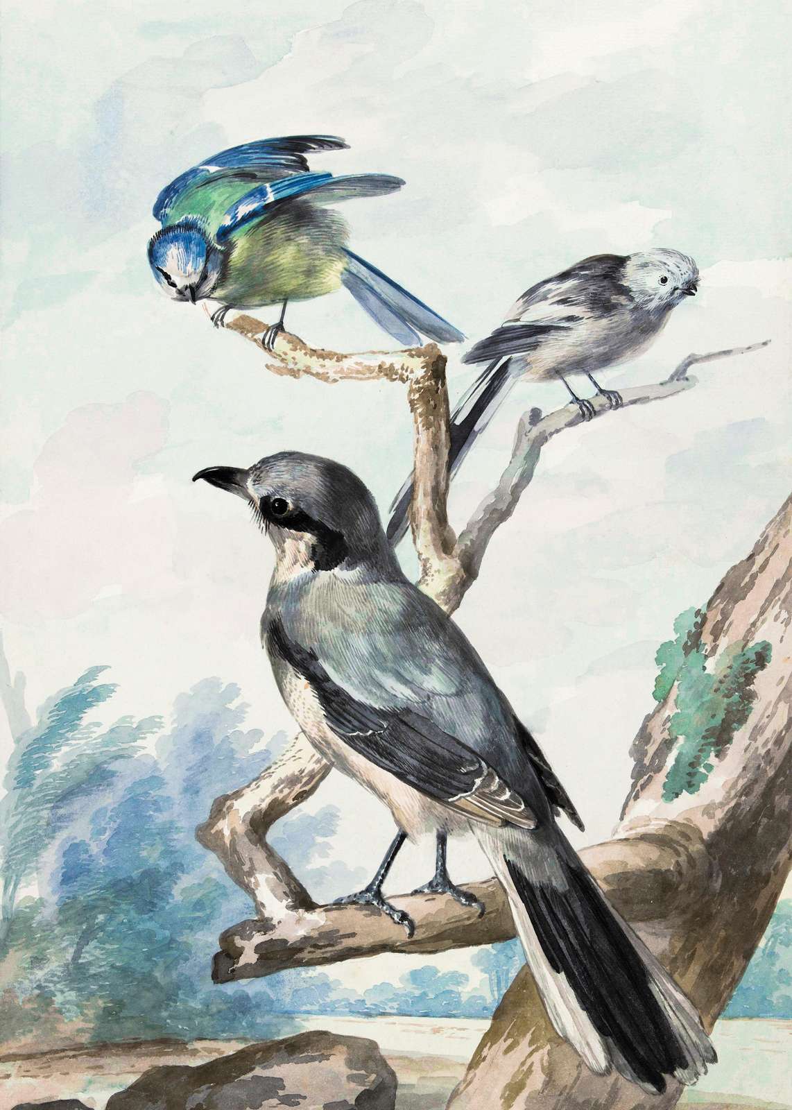 Vintage Bird Art: Blue Tit & Shrike Wall Art