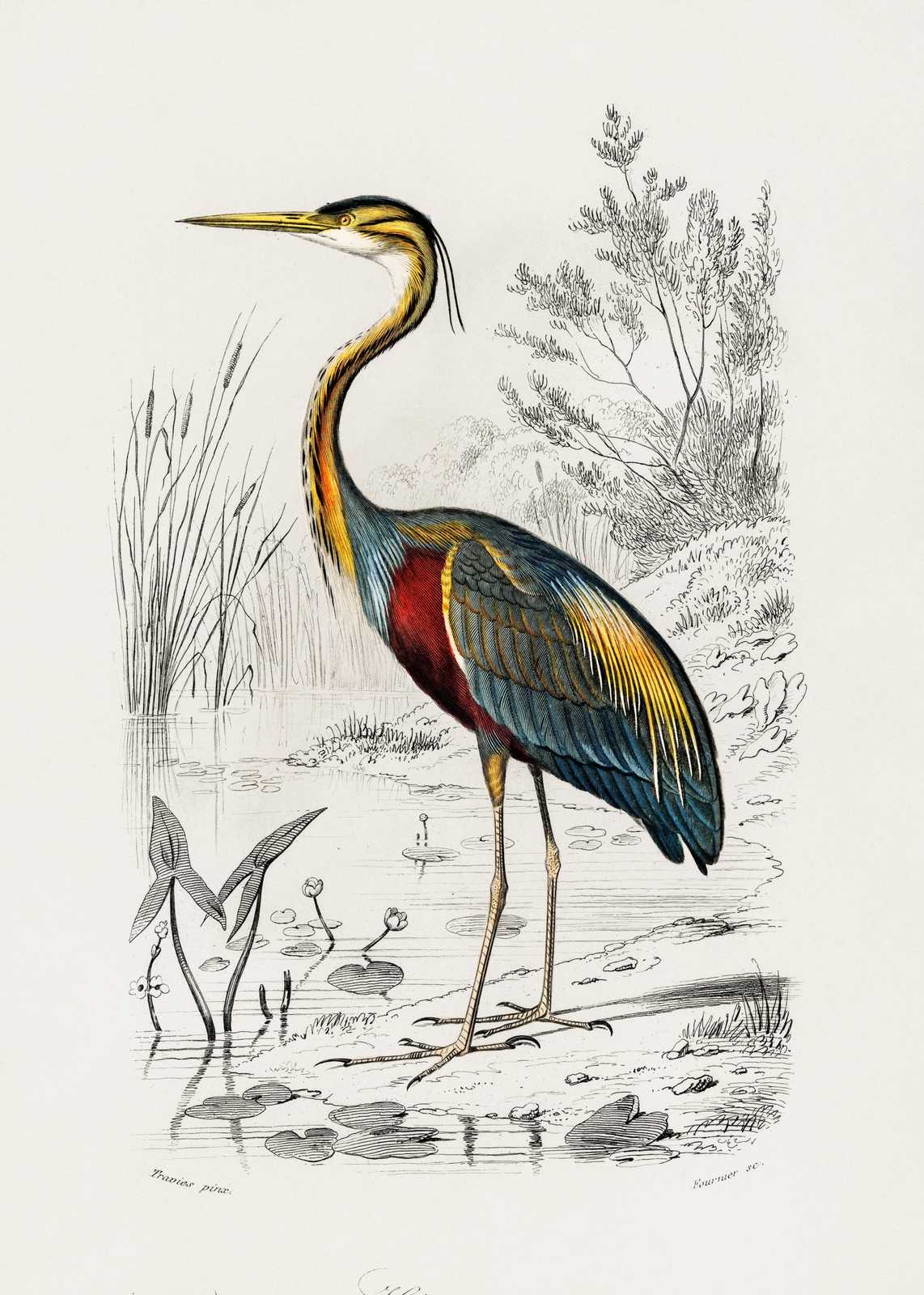 Elegant Purple Heron Wildlife Art Wall Art
