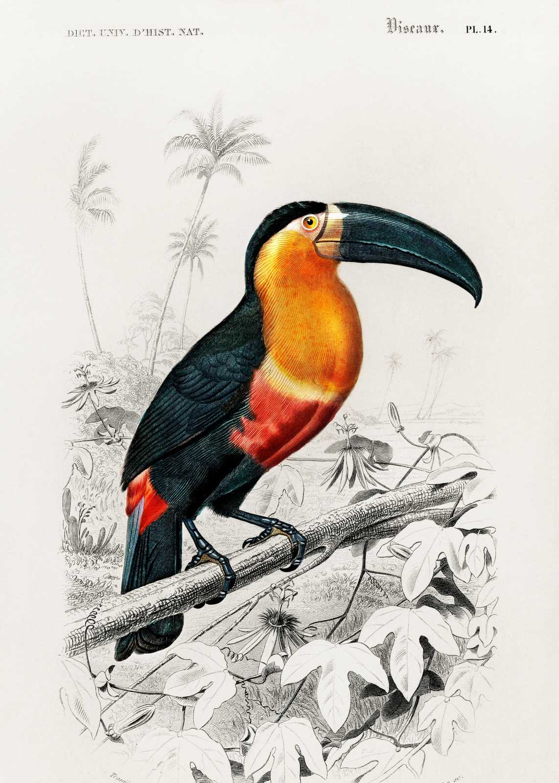 Vibrant Toucan Tropical Bird Art Wall Art