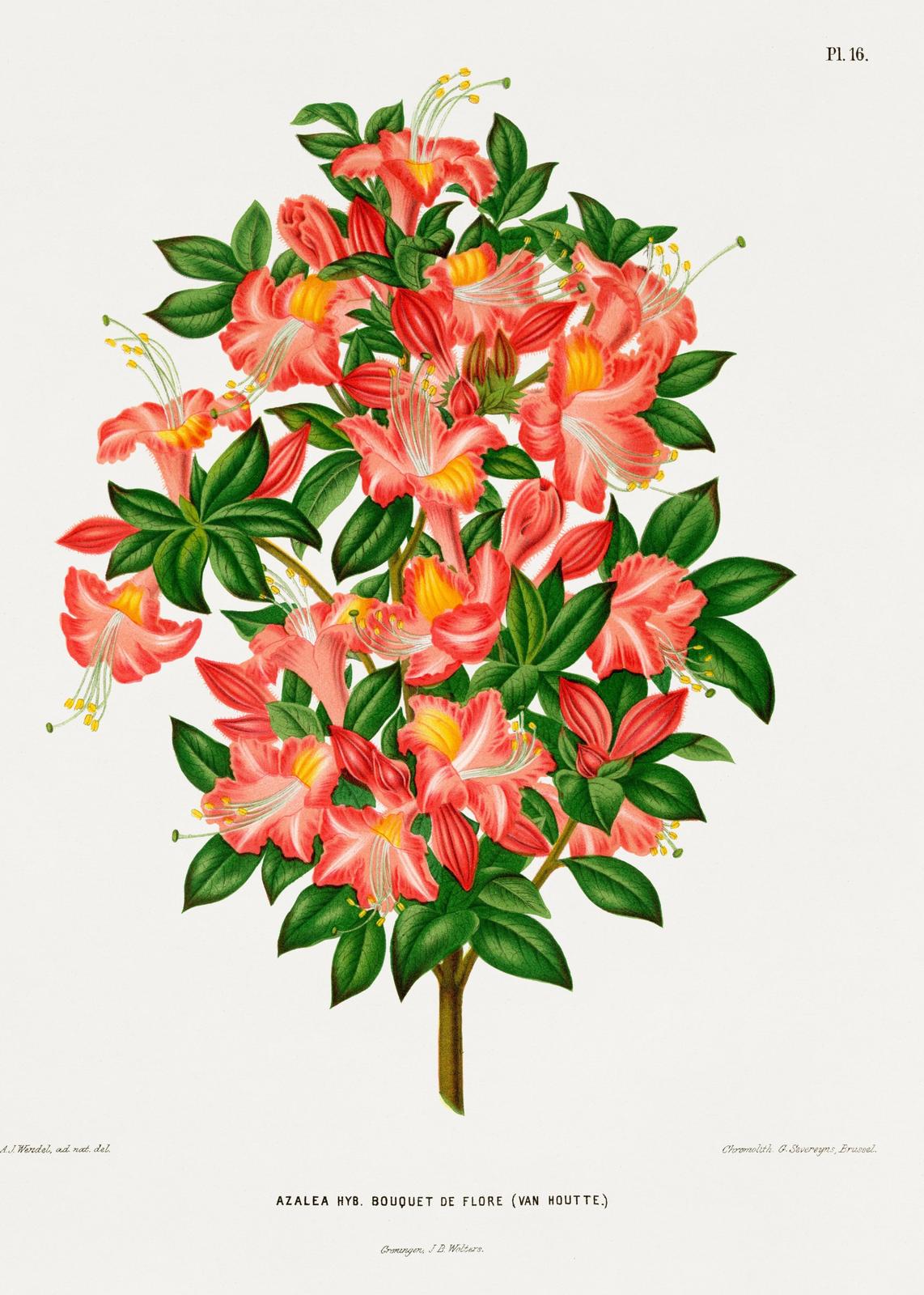 Vibrant Azalea Floral Botanical Wall Art