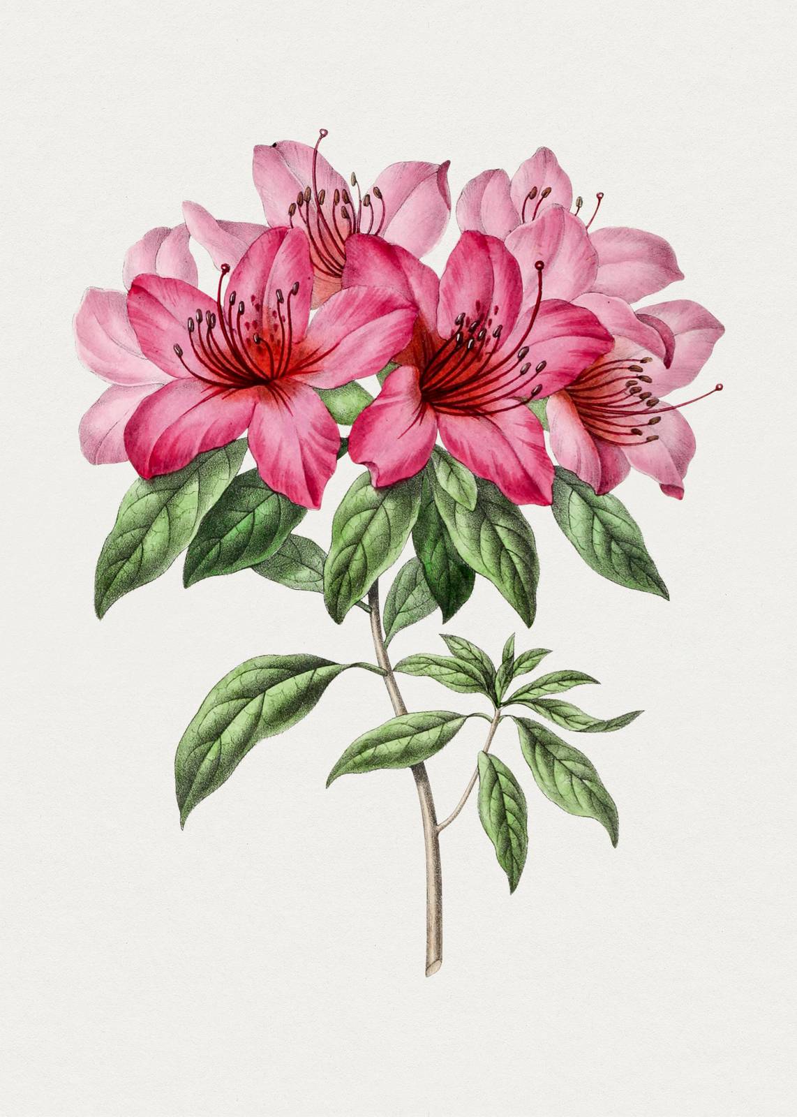 Pink Azalea Botanical Vintage Wall Art
