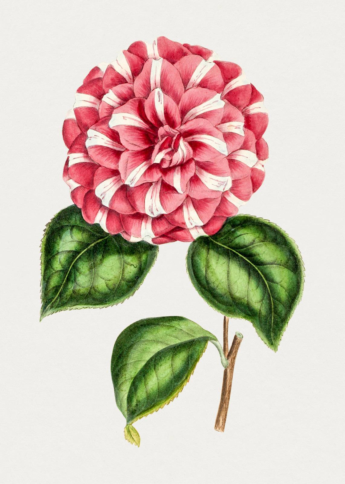 Striped Camellia Botanical Art Wall Art