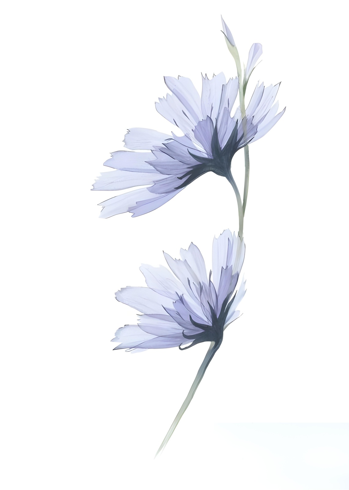 Ethereal Lavender Cosmos Wall Art
