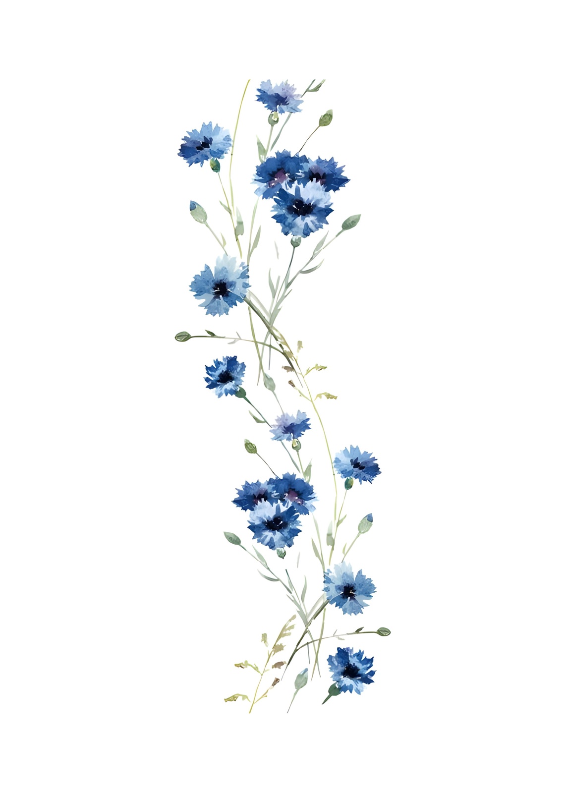 Elegant Blue Cornflower Botanical Watercolor Wall Art