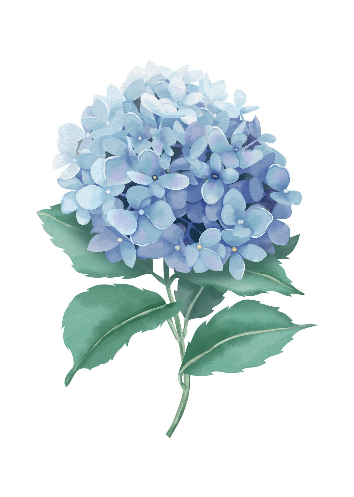 Soft Blue Hydrangea Watercolor Wall Art