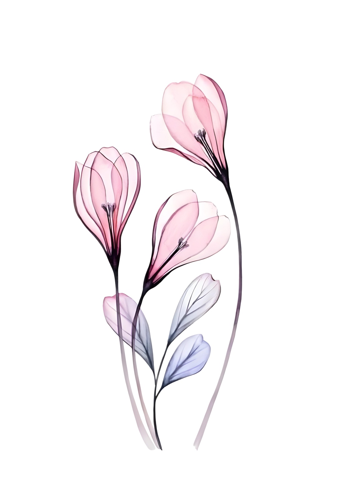 Elegant Pink Floral X-Ray Wall Art